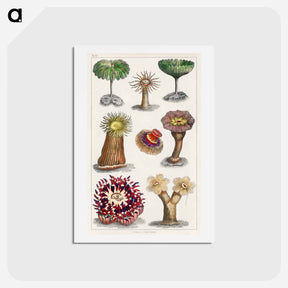 アートポストカード-Actiniae, or Animal Flowers
 - ゴールドスミスの生き生きとした自然 Postcard.