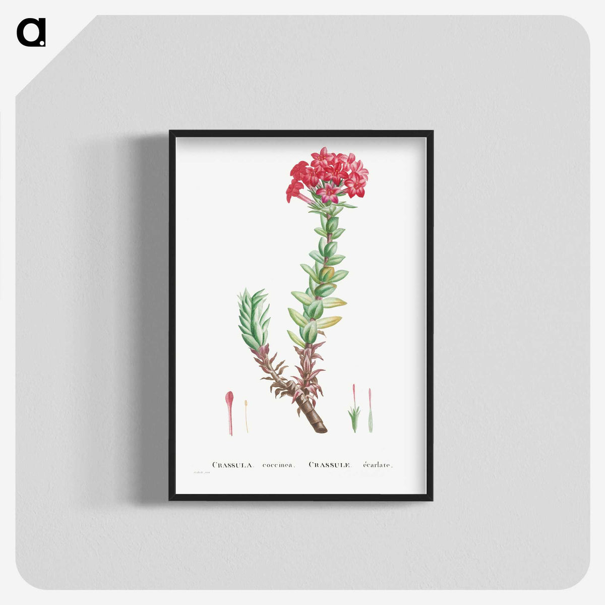 1-42_Histoire-des-Plantes-Grasses_blk-crop