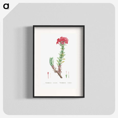 1-42_Histoire-des-Plantes-Grasses_blk