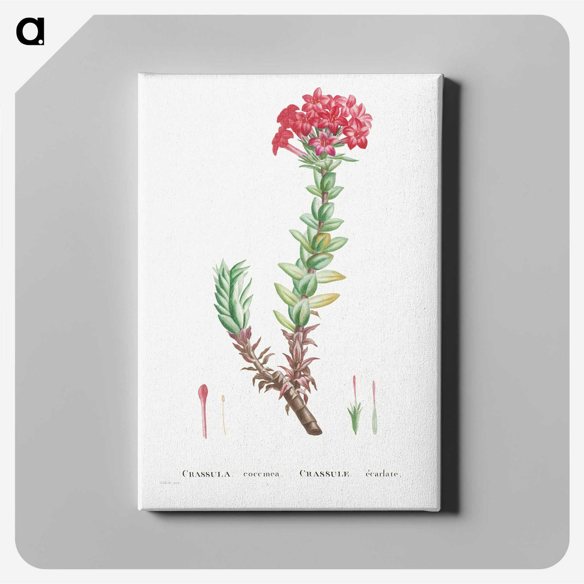 1-42_Histoire-des-Plantes-Grasses_canvas