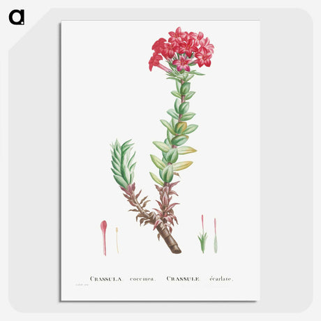 1-42_Histoire-des-Plantes-Grasses_picture-crop