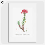 1-42_Histoire-des-Plantes-Grasses_picture
