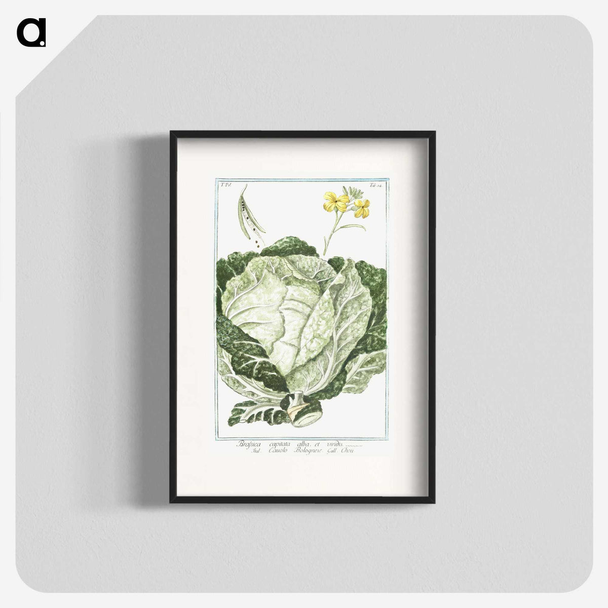 1-42_Hortus-Romanus-Botanical-Plates_blk