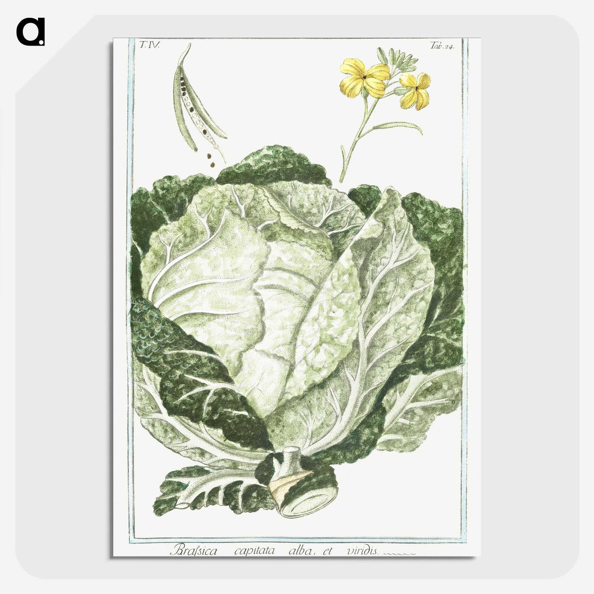 1-42_Hortus-Romanus-Botanical-Plates_picture-crop