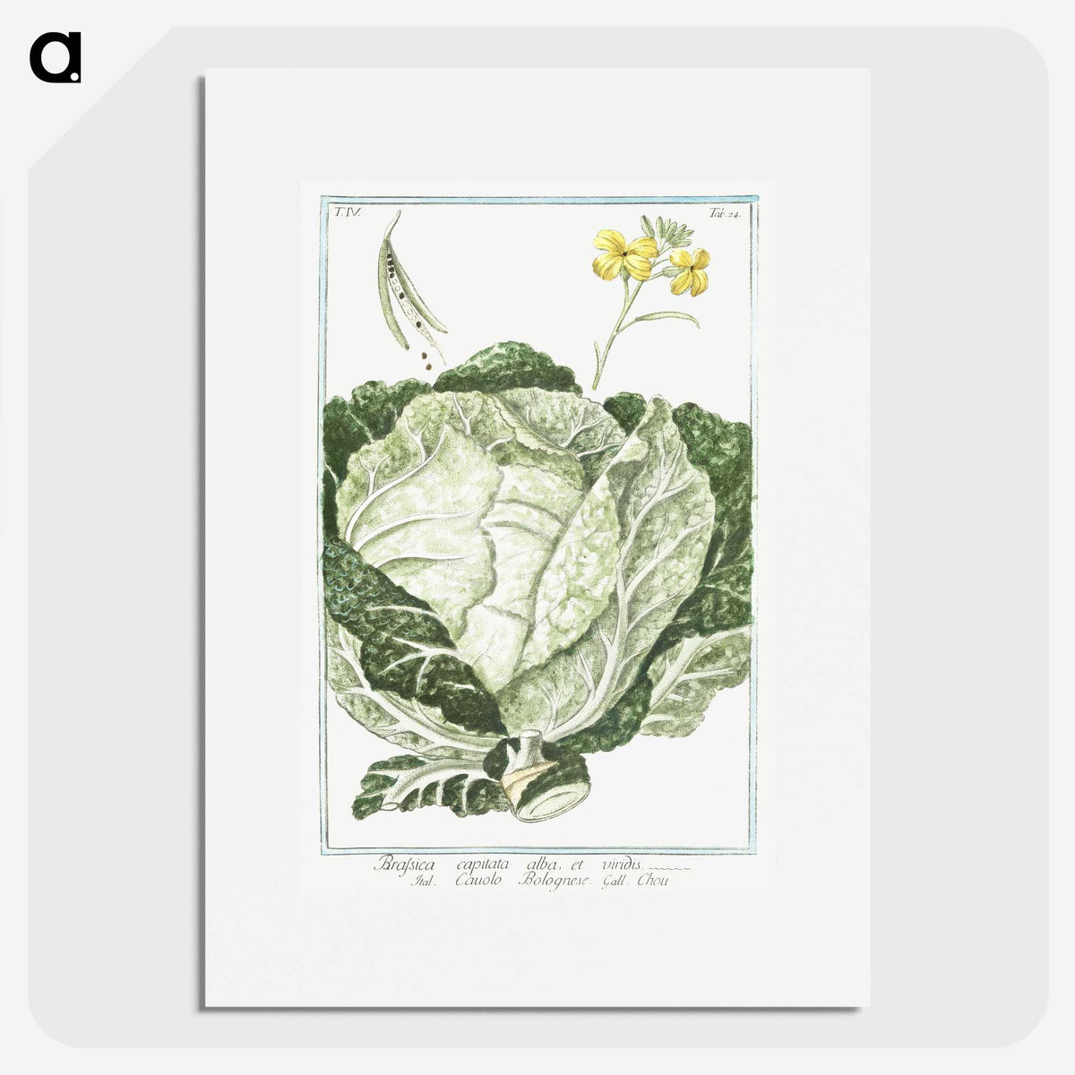 1-42_Hortus-Romanus-Botanical-Plates_picture