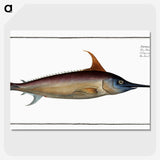 1-42_Ichtyologie-ou-Histoire-naturelle_picture-crop