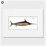 1-42_Ichtyologie-ou-Histoire-naturelle_picture