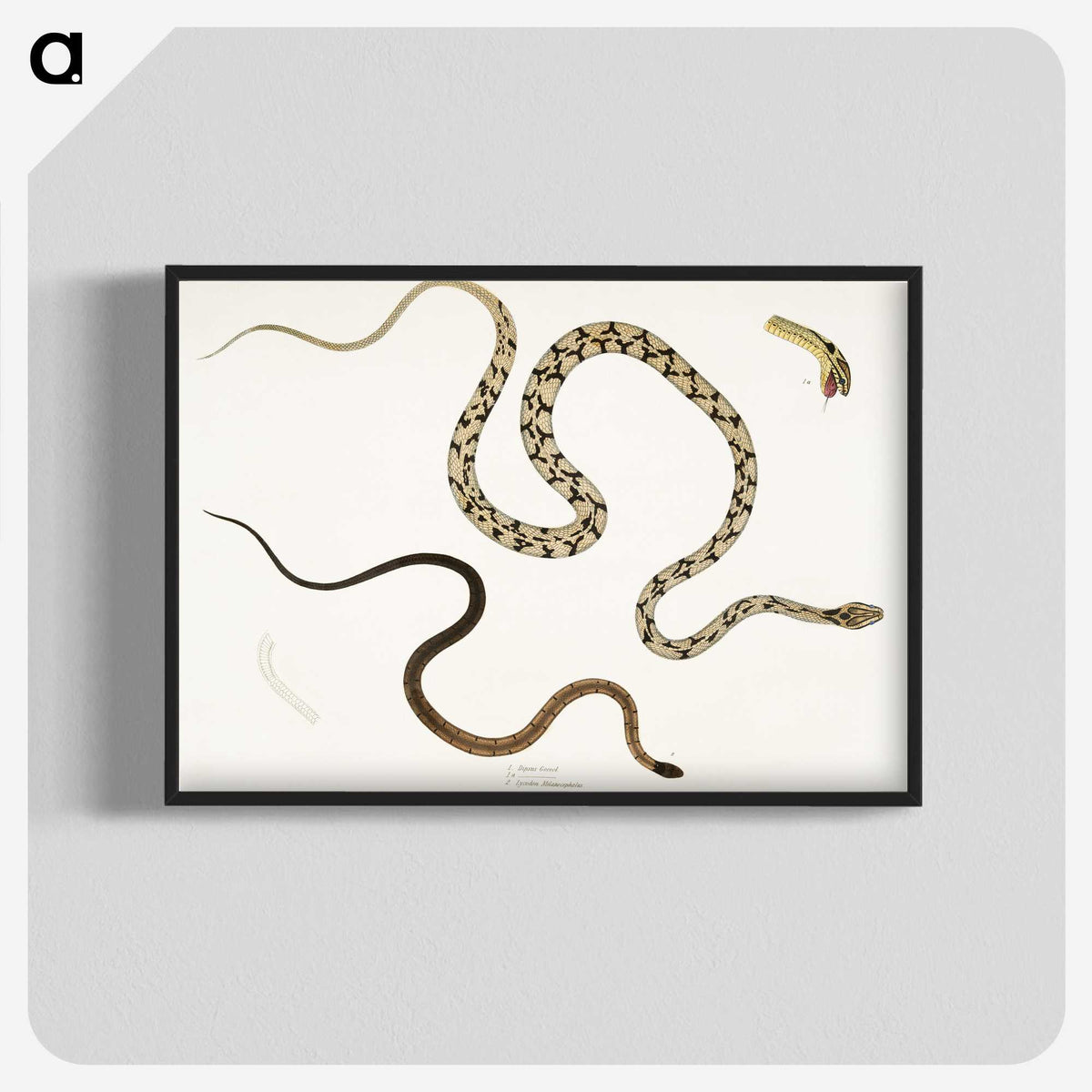 1-42_Indian-Zoology_blk-crop