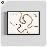 1-42_Indian-Zoology_blk-crop