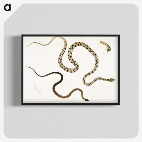 1-42_Indian-Zoology_blk-crop