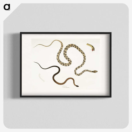 1-42_Indian-Zoology_blk
