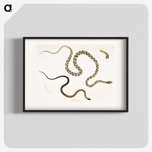 1-42_Indian-Zoology_blk