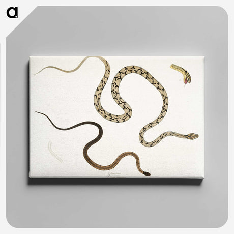 1-42_Indian-Zoology_canvas