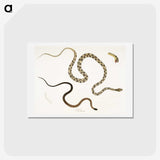 1-42_Indian-Zoology_hagaki