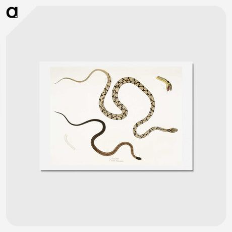 1-42_Indian-Zoology_hagaki