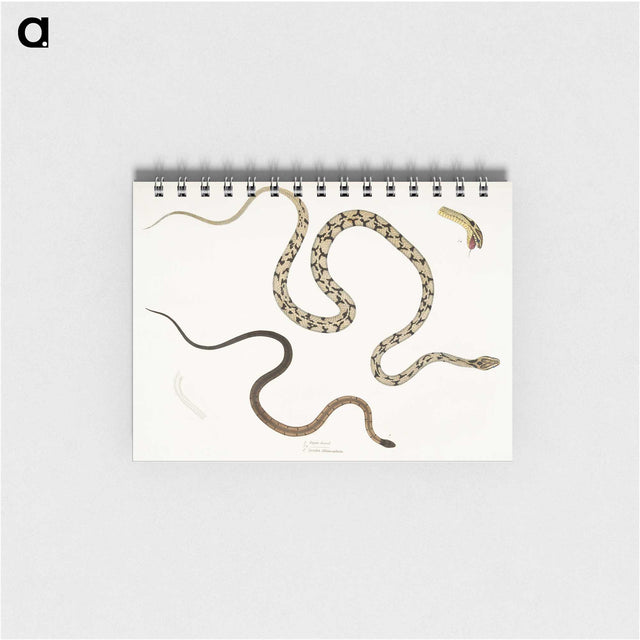 1-42_Indian-Zoology_memo