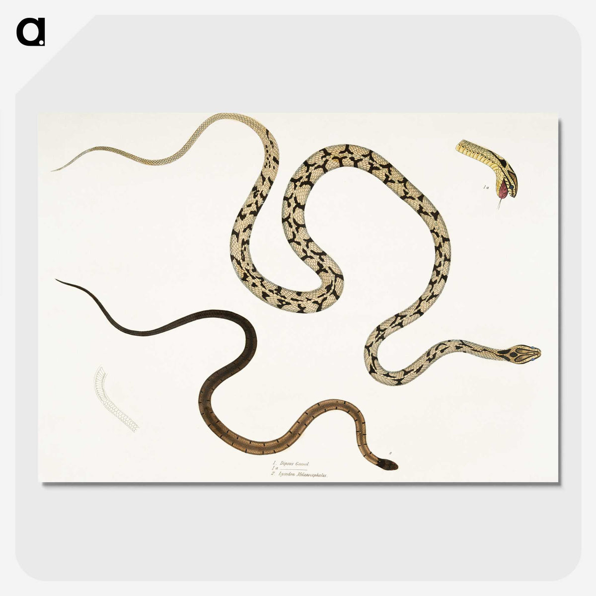 1-42_Indian-Zoology_picture-crop