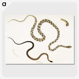 1-42_Indian-Zoology_picture-crop