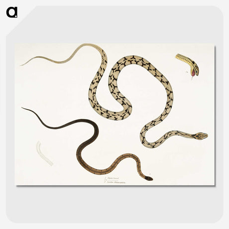 1-42_Indian-Zoology_picture-crop