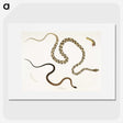 1-42_Indian-Zoology_picture