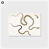 1-42_Indian-Zoology_postcard