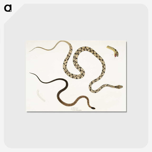 1-42_Indian-Zoology_postcard