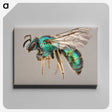1-42_Insects-Unlocked-Project_canvas