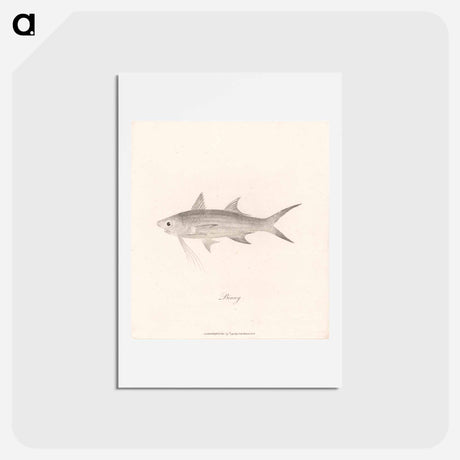 アートポストカード-Binny
 - ジェームス ヒース Postcard.