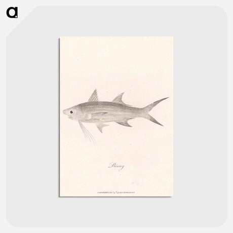 アートポストカード-Binny
 - ジェームス ヒース Postcard.