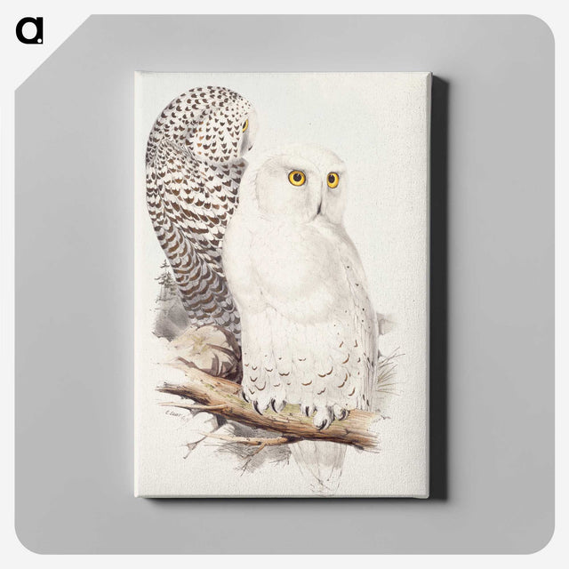 1-42_John-Gould_canvas