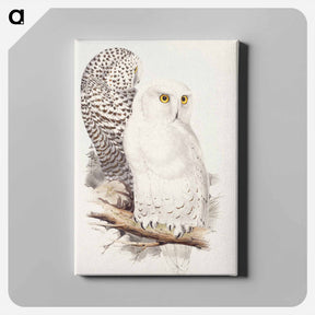アートパネル-Snowy Owl
 - ジョン グールド Canvas.