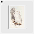 アートポストカード-Snowy Owl
 - ジョン グールド Postcard.