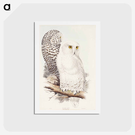 アートポストカード-Snowy Owl
 - ジョン グールド Postcard.