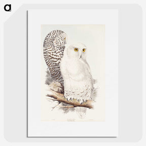 1-42_John-Gould_picture