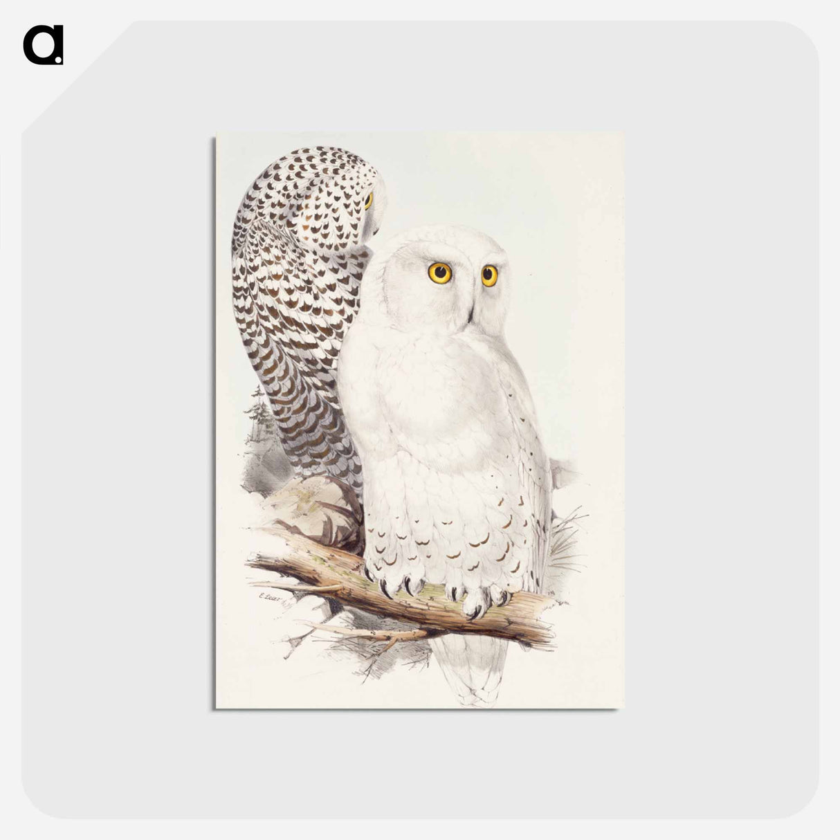 アートポストカード-Snowy Owl
 - ジョン グールド Postcard.