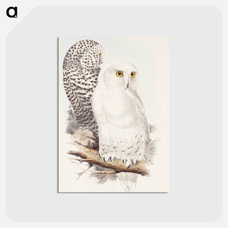 アートポストカード-Snowy Owl
 - ジョン グールド Postcard.
