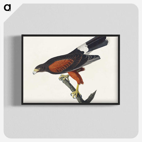 1-42_John-James-Audubon_blk-crop