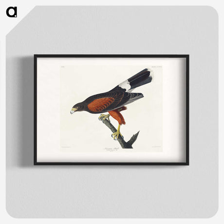 1-42_John-James-Audubon_blk