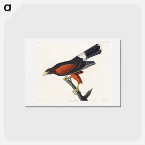 アートポストカード-Louisiana Hawk
 - ジョン ジェームス オーデュボン Postcard.