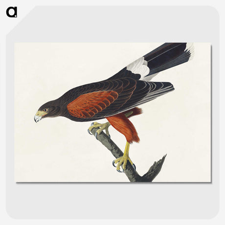 1-42_John-James-Audubon_picture-crop
