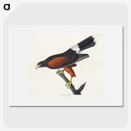 1-42_John-James-Audubon_picture