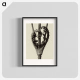 1-42_Karl-Blossfeldt_blk