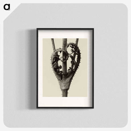 1-42_Karl-Blossfeldt_blk