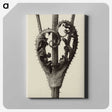 1-42_Karl-Blossfeldt_canvas