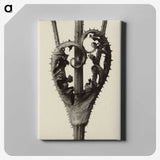 1-42_Karl-Blossfeldt_canvas