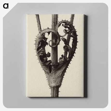 1-42_Karl-Blossfeldt_canvas