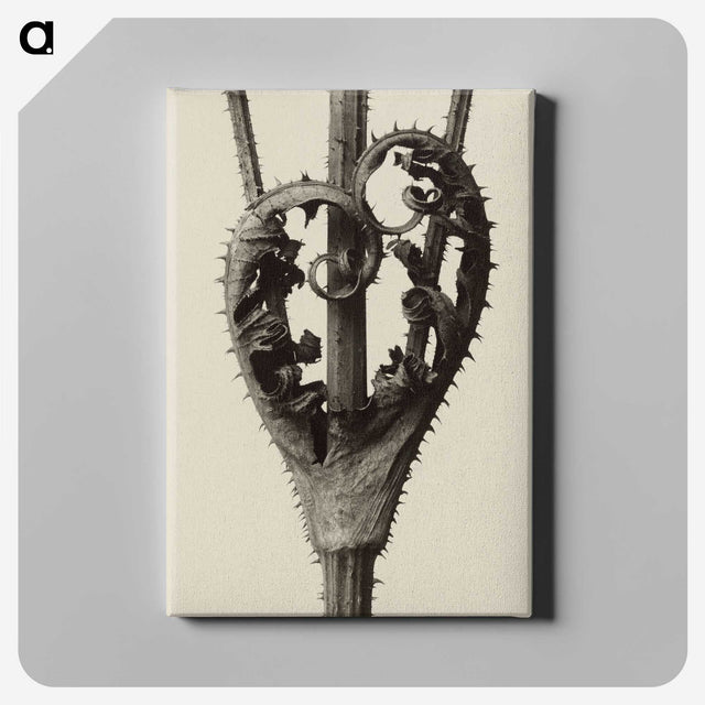 1-42_Karl-Blossfeldt_canvas