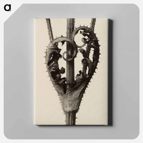 アートパネル-Dipsacus laciniatus - カール ブロスフェルト Canvas.