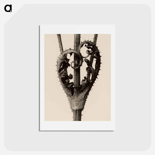 アートポストカード-Dipsacus laciniatus - カール ブロスフェルト Postcard.