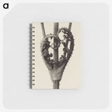 1-42_Karl-Blossfeldt_memo